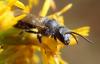 Lasioglossum sp.